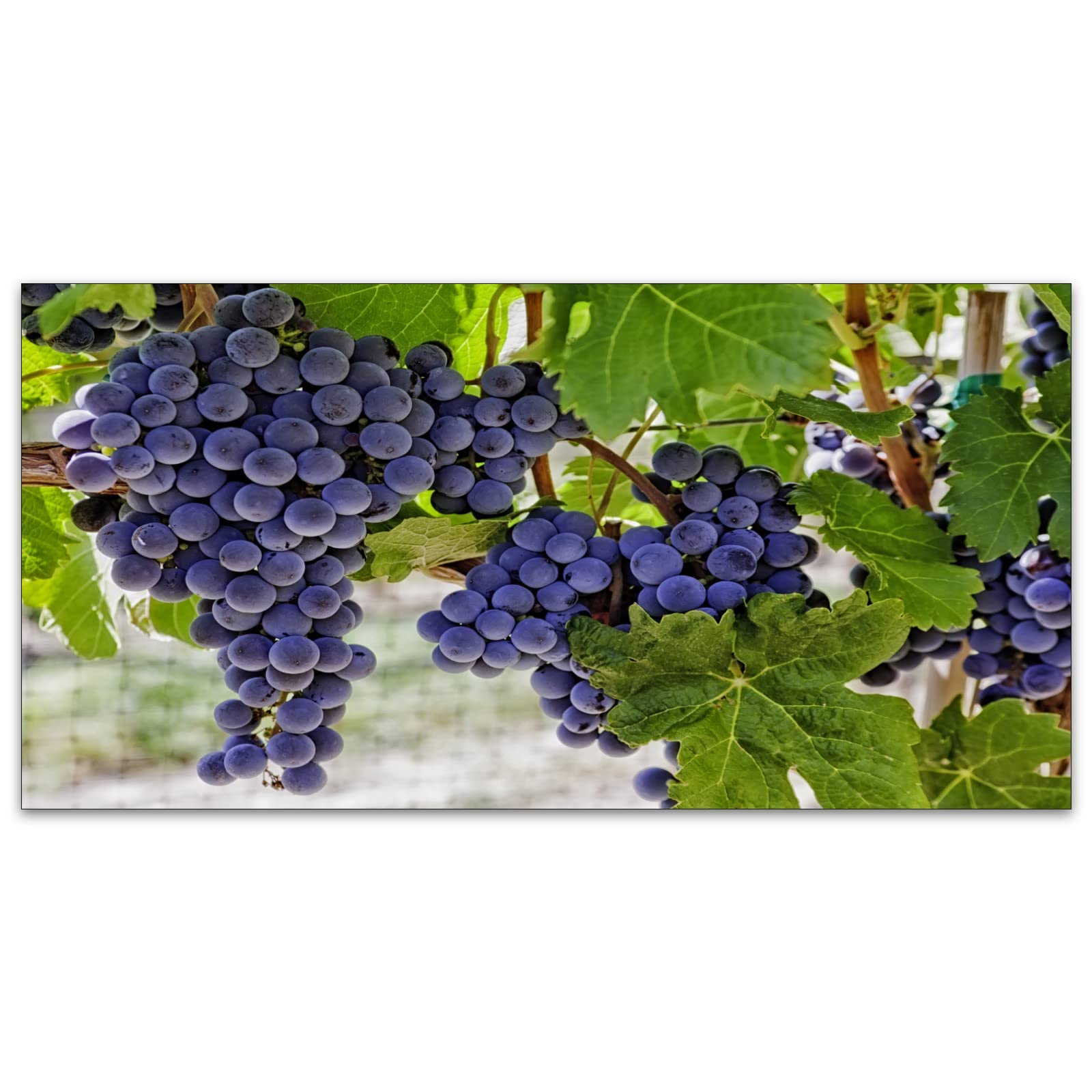 ブドウ装飾のシーリングライト